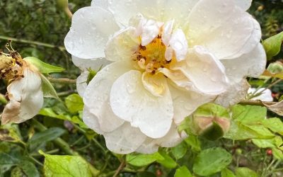 « La Beauté est faite pour être vue et regardée par des yeux Amour qui se posent sur Elle » 